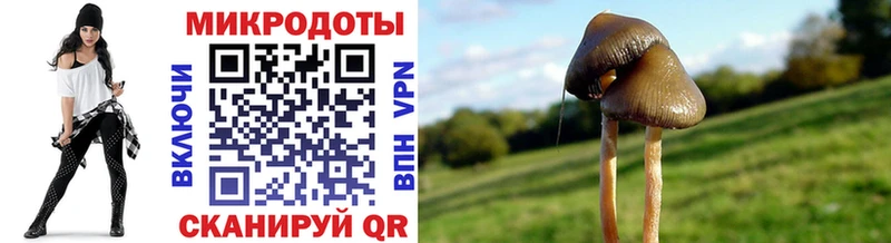 Купить где  Себеж  Псилоцибиновые грибы прущие грибы 